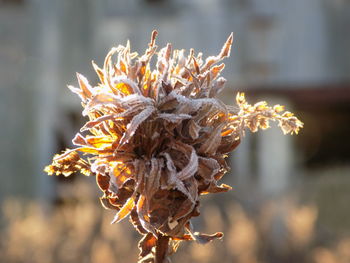 Close-up of wilted flowers