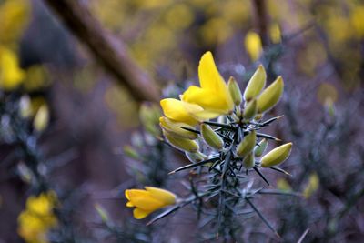 Close-up of yellow flowers