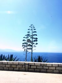 Plant by sea against sky