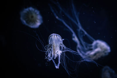 jellyfish
