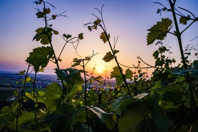 Close-up of flowering plants on field against sky during sunset