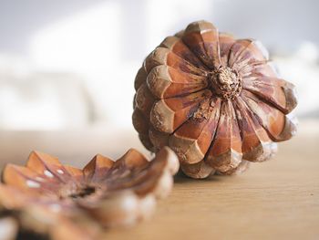 Close-up of plant against blurred background