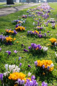 Purple crocus flowers on field