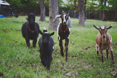 Goats on field