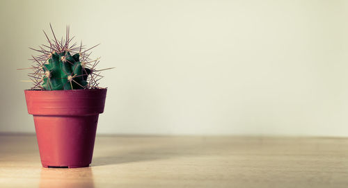 Potted plant on table