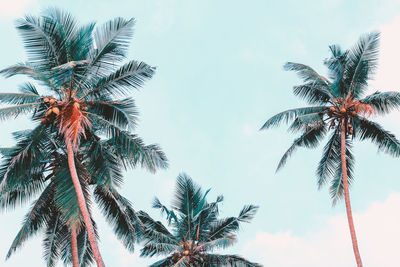 Palm trees view from below. tropical photo background. jungle summer. vintage effect