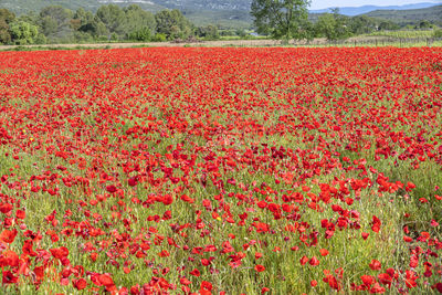 Red flowers growing on field