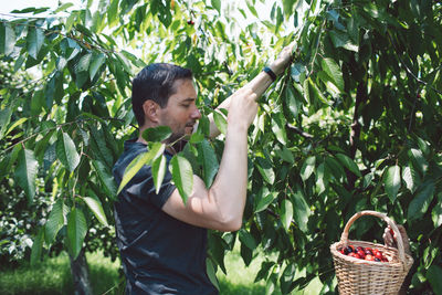 Side view of man picking fruits from tree