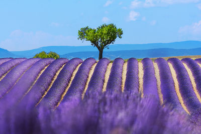 Scenic view of flowering plants on land against sky