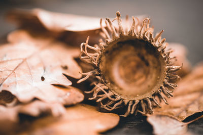 Close-up of dried fruits on table