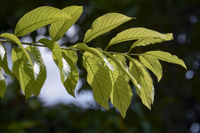 Close-up of leaves