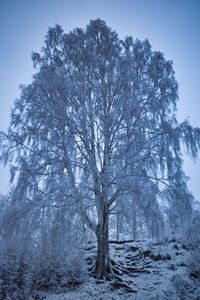 Trees on snow covered land