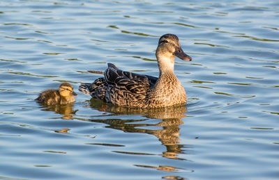 Duck swimming in lake