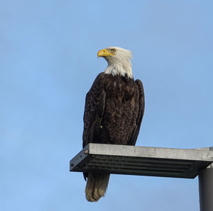 Low angle view of bald eagle perching against clear sky