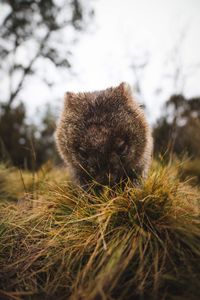 Close-up of wombat on grassy field against sky