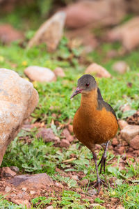 Close-up of a bird perching on a field