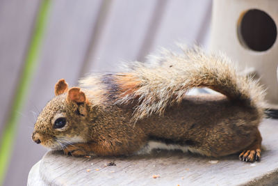 Close-up of squirrel