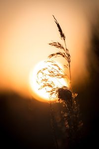 Close-up of crop at sunset