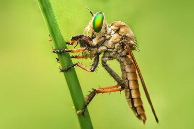 Close-up of insect on leaf