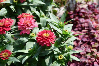 Close-up of pink flowering plants