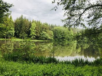 Scenic view of lake in forest against sky