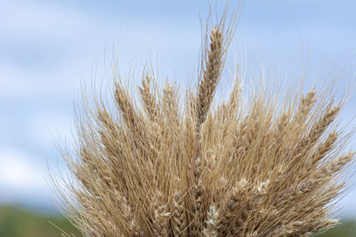 Close-up of wheat growing on field against sky