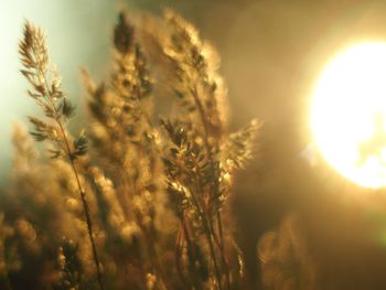 Close-up of plants growing on field against sky during sunset