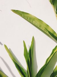 Close-up of plant against white wall