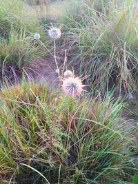 High angle view of flowering plants on land