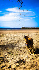 View of dog on beach