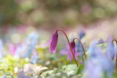 Close-up of pink flowering plant