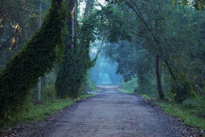 Empty road amidst trees in forest