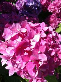 Close-up of pink bougainvillea blooming outdoors