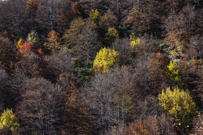 Trees in forest