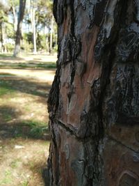 Close-up of tree trunk