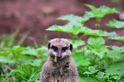 Portrait of meerkat on land chewing grass