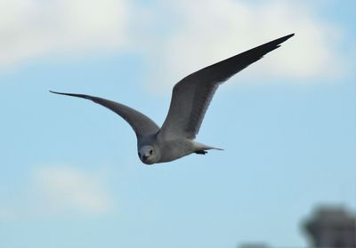 Low angle view of bird flying against sky