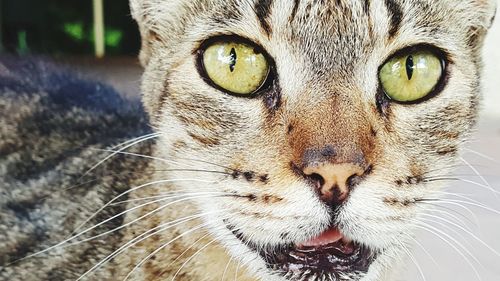 Close-up portrait of a cat