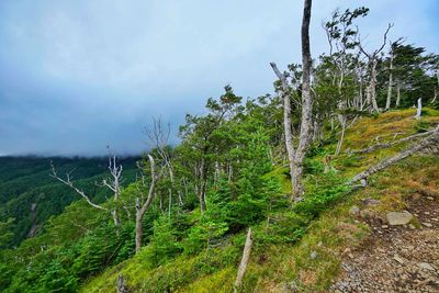 Plants growing on land against sky