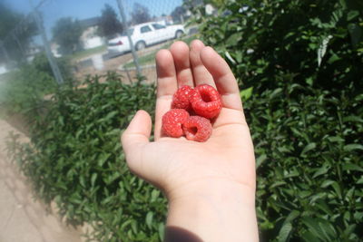 Close-up of cropped hand holding raspberries during sunny day