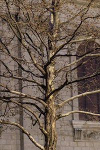 Low angle view of bare tree
