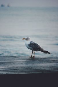 Seagull in the sunrise 