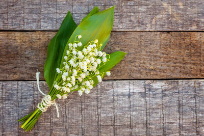 Directly above shot of flowering plant on table