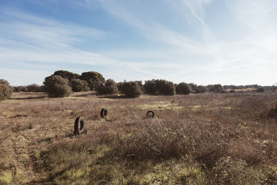 View of sheep grazing in field