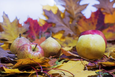 Close-up of apples growing on plant during autumn