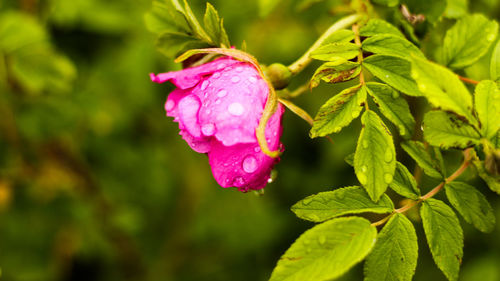 Close-up of wet pink flower blooming outdoors