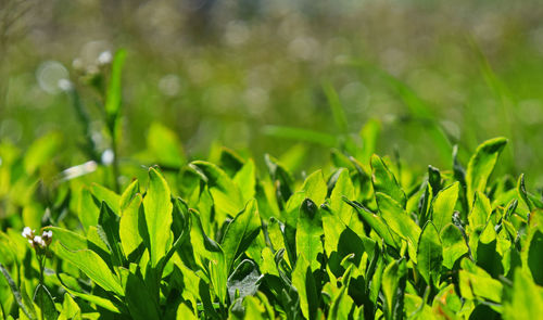 Close-up of plants growing on field