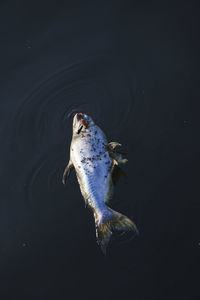 Dead fish in the canal