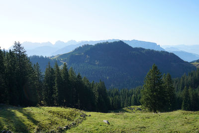 Scenic view of pine trees against clear sky