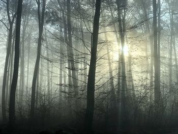 Sunlight streaming through trees in forest